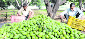 The damaged mango crop at Industrial Area, Chandigarh, on Thursday.