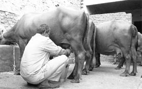A dairy farmer milks his cattle in Rajpura.