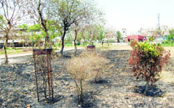 Greenbelt at ESI hospital lies damaged.