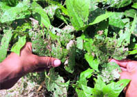 A farmer shows damaged crop at Abdullian village in RS Pura on Friday