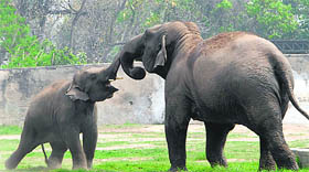  Elephants in a playful mood at the Chhatbir Zoo.