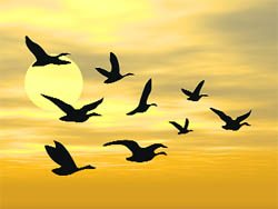 Birds have the right to fly freely in the sky. They should not be caged