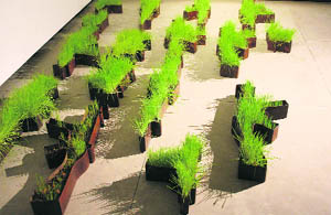 New Cultivars. Variable. Iron and Grass, 2010