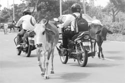  Stray cattle pose a risk to lives of commuters in Panchkula.