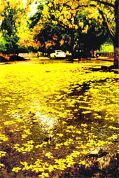  Amaltas flowers lying on the Sector 9 -10 dividing road after the rain in Chandigarh on Sunday evening. 