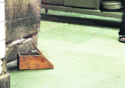 A trap left for rats at a shop in Ludhiana