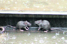 Two rats take shelter under a track at the railway station in Ludhiana