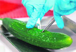 Unhealthy food: A biologist dissects a cucumber at the regional office for agriculture, fishing and food security in Rostock, Germany, on Monday. A virulent form of E coli bacteria blamed on infected cucumbers from Spain has killed 11 persons in Germany