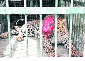 The leopard that was caught by the Wildlife Department staff at Badagaon village in Karnal district on Wednesday