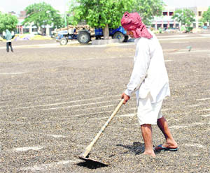 Farmers dry sunflower seeds at the Rajpura grain market 