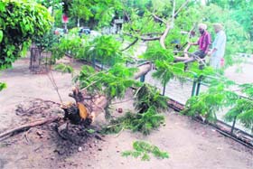 Uprooted: A tree that fell after the thunderstorm on Wednesday night