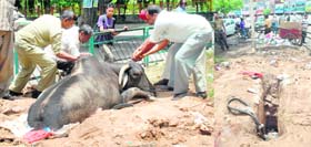 Careless digging: The carcass of a stray bull, which died after getting stuck in a trench dug by a telecom company, being pulled out by the Mohali Municipal Corporation at Phase X park, Mohali, on Thursday