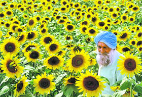 Farmer Ajit Singh passes through his sunflower fields at Sah Jhangi village near Jalandhar. 