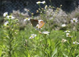 A female Small Copper Butterfly (R) mates with a male in Kyoto in this August 1, 2007, handout photo released on Wednesday
