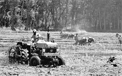 A farmer uses a tractor to plough his field while two others use bullocks at Awantipora
