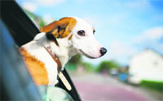 If dogs have to be transported long distances in the car, carry their water dish and cool water