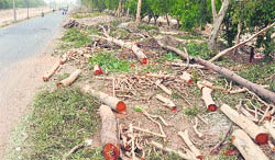  A row of trees have been cut to widen the Ferozepur Road in Ludhiana.