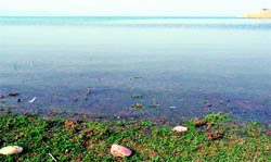 The panaromic view of the Pong Dam lake near Nagrota Surian