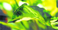 One of the photographs by Manveen