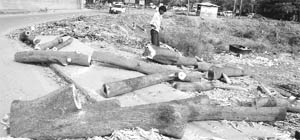 Trunks of trees that were chopped off near the mini-secretariat in Sector 1 to pave way for the construction of a multi-level parking complex in Panchkula 
