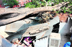 A tree branch that collapsed on a tin shed at Sector 28 of Chandigarh on Wednesday