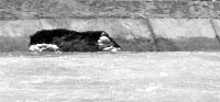 A breach on the embankment of Bhakra Canal