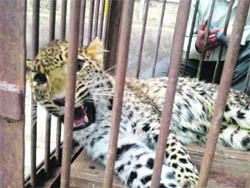 An injured leopard cub rescued in the Bhimtal area of Nainital on Wednesday. 