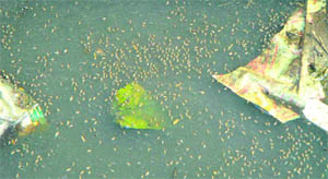 Mosquitoes afloat stagnant water. 