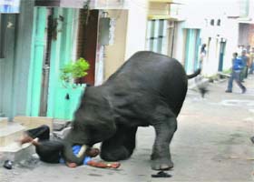 A wild elephant attacks a security guard in Mysore on Wednesday