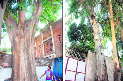 Trees pose a hazard for residents of a house at Sector 27 (left) and that of a house at Sector 23 in Chandigarh.