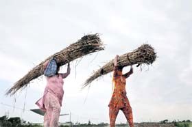 Women carrying firewood rush towards home on a cloudy day at Bheni village in Karnal
