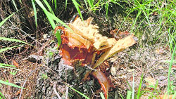A chopped tree in Kothi forest. 