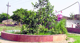 Needed Wild shrub grows inside a fountain in a park near Chawni Mohalla.