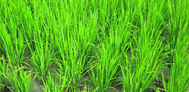 The rain has led to a rise in the humidity level which is good for the crop