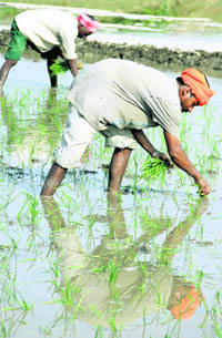 Farmers in Patara village in Jalandhar transplant paddy. Transplantation officially began in Punjab on Friday. 