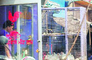 An illegal slaughterhouse near bus stand in Patiala. 