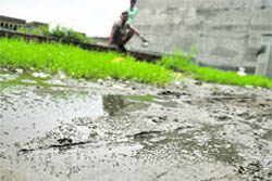 Filthy and unhygenic conditions prevailing at the Sherpur and the FCI godown area near the Gill road in Ludhiana