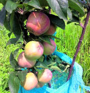 A tree full of apples at a Palampur horticulture farm.