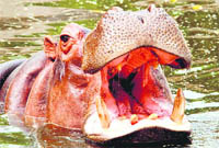 CHILLING OUT A hippopotamus opens its mouth wide open at the Chhatbir zoo.