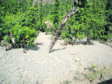 The debris dumped by builders damaging trees on the Musosorie-Kempty road.