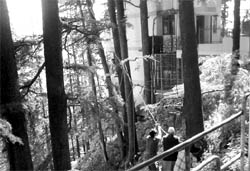 Forests reduce vulnerability and diminish energy scarcity