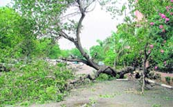 A tree that was uprooted following a heavy rain in Ludhiana