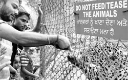 Violating the strictures laid down to protect wildlife at zoos, a group of youths jestingly feed a leopard with liquor, masked in a soft drink bottle, in its enclosure at the Mahendra Chaudhary Zoological Park, Chhat Bir, on Saturday. Tribune lensman Nitin Mittal captured the incident that went on for over half an hour with no staff to check their misconduct