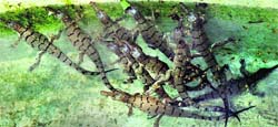 Last year, the Chhatbir zoo authorities drew flak following the death of 12 ghariyals under mysterious circumstances within three months of their birth Newborn ghariyals  at the zoo