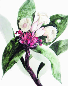 A botanical study. From a Bengal album; ca. 1795