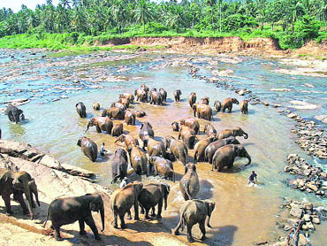Elephants taking bath at the Pinnewela elephant orphanage near Kegalle is a huge tourist attraction