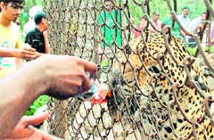 Animal drink? A leopard being offered a liquor-laced drink at the Chhat Bir zoo, near Zirakpur