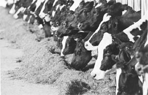 Resistant genes for toxic forms of E.coli can jump from animal to human strains