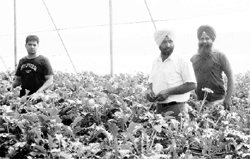 Flowers grown in a polygreen house at Fatehgarh Sahib