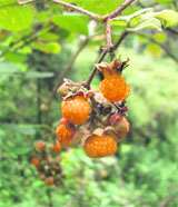 Hinsar wild berries grow in the hill slopes of Mussoorie. 